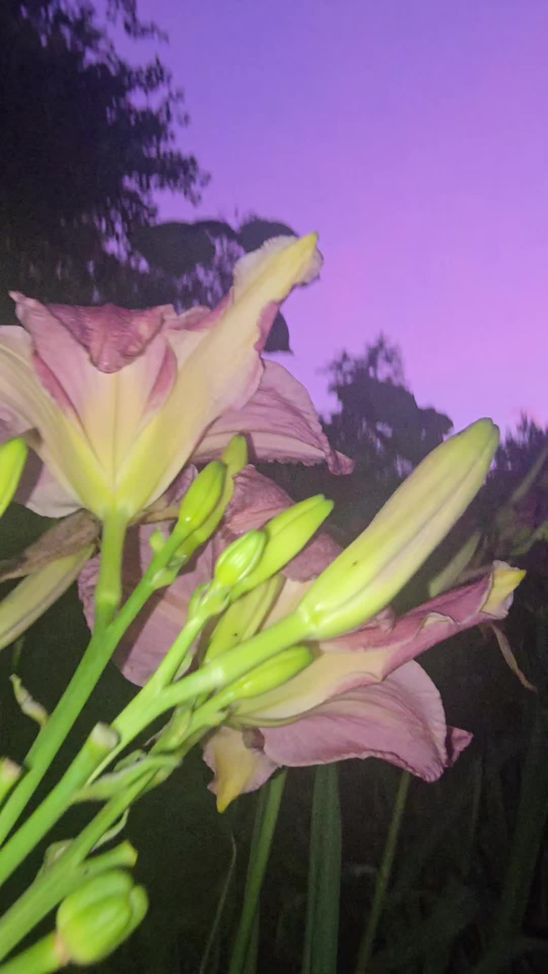 @🌙🧚🏽♀️breannaxp♥