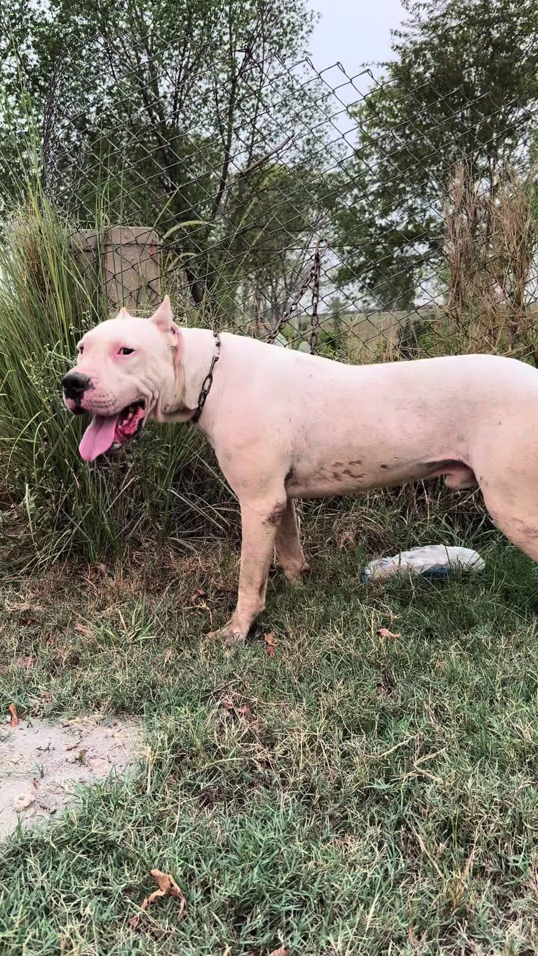@LIGER the DOGO ARGENTINO