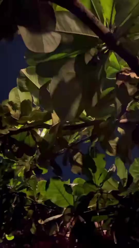@apple jade