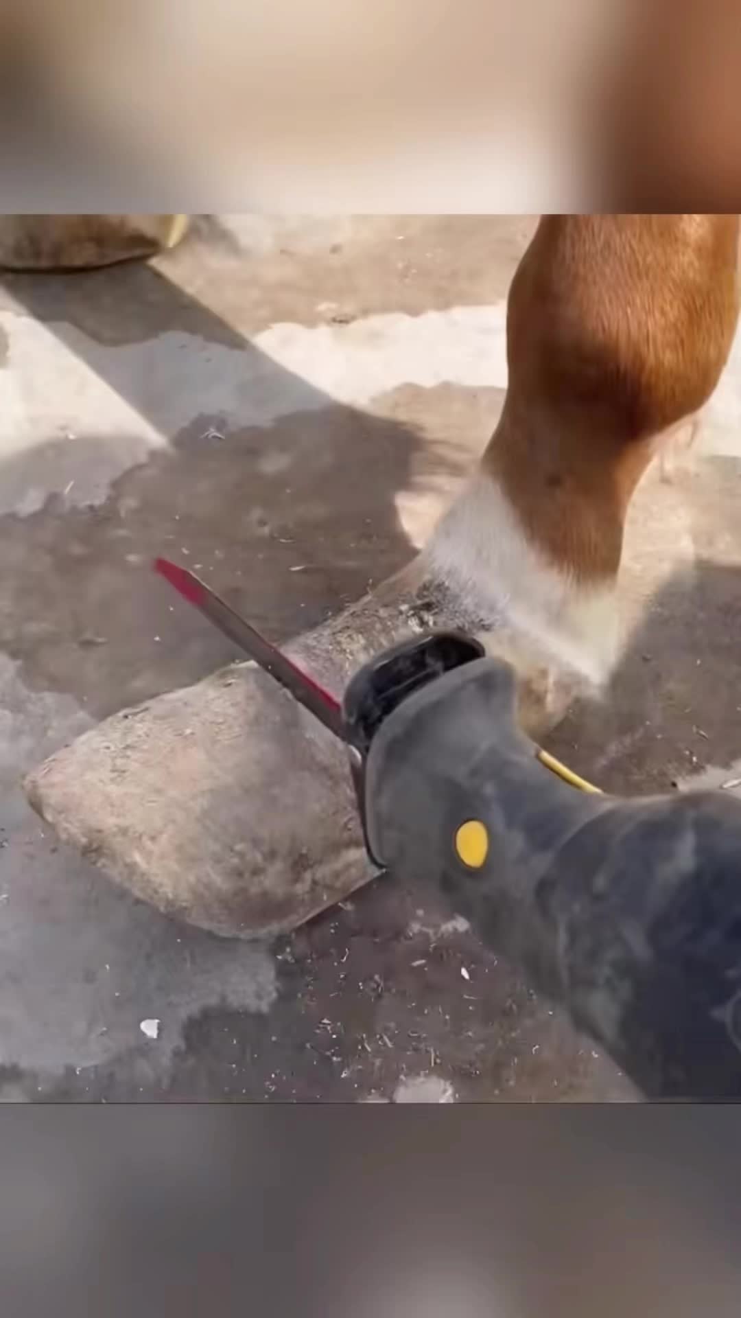 @Tessa - Animal US