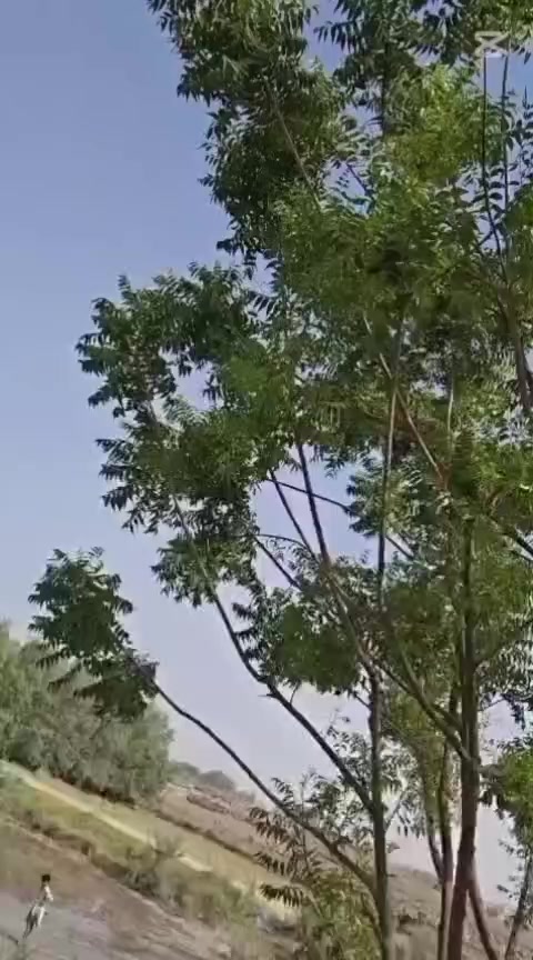 @M Shareef Rûk