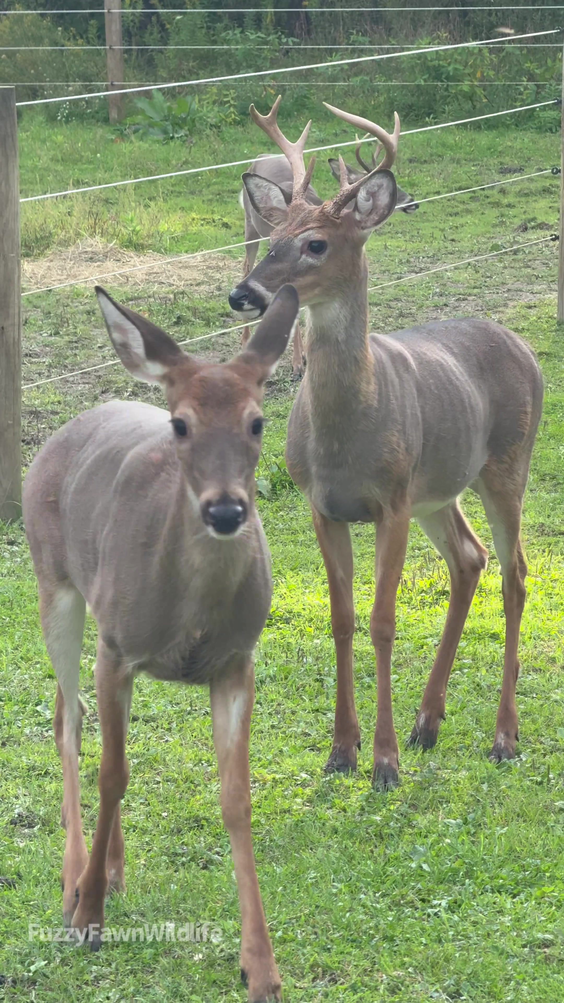 @Fuzzy Fawn Wildlife