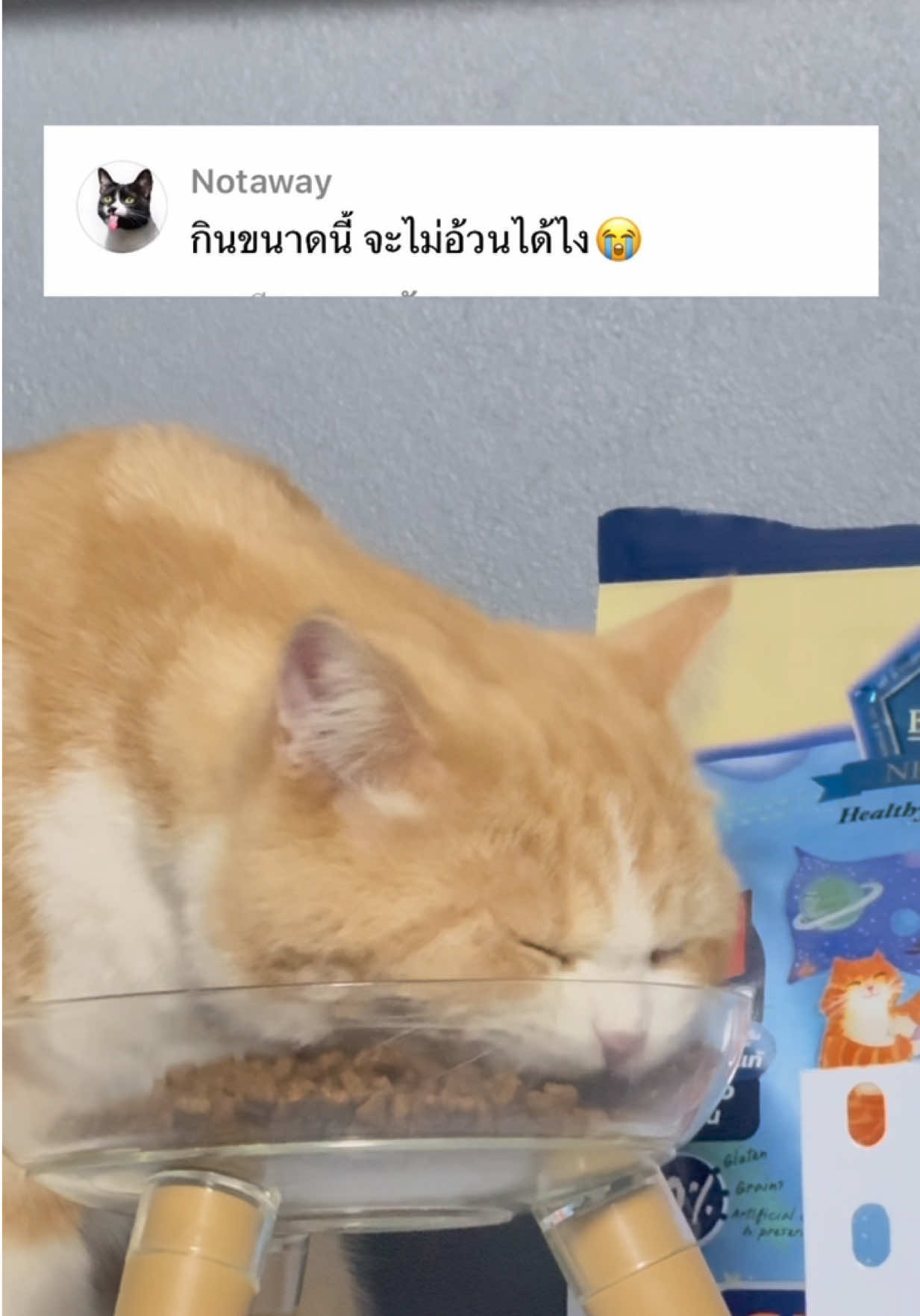 @กาฟิวส์ แมวสกปรก