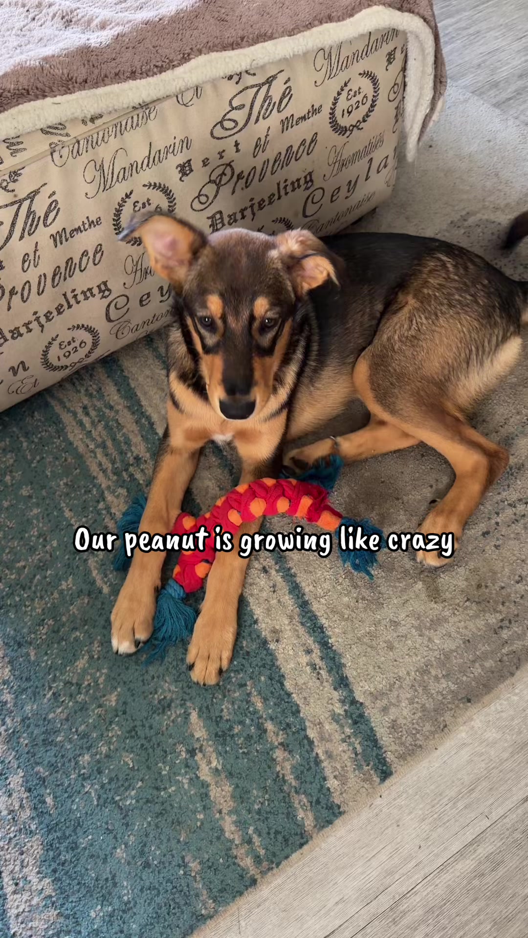 @🇨🇦brittskibear🇨🇦