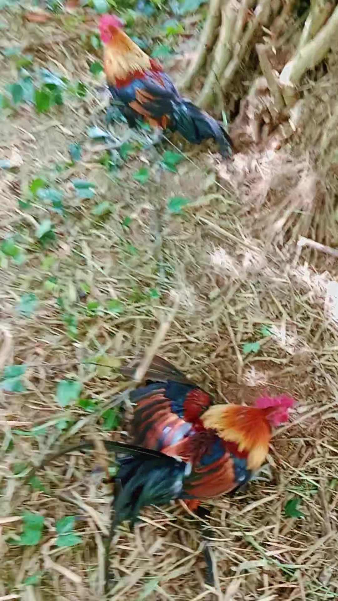 @บังเดไก่ต่อไก็ตั้ง