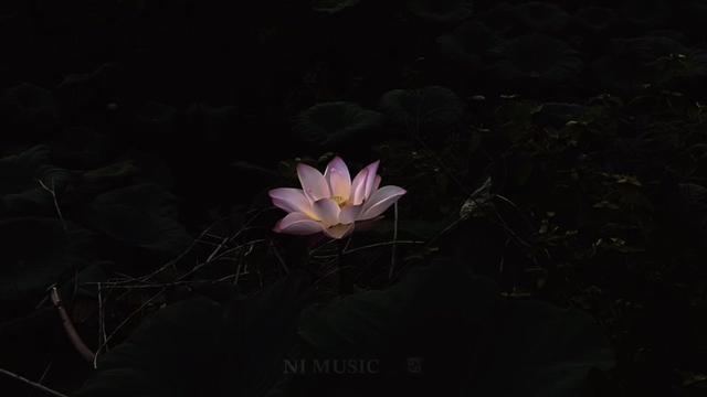@𝐍𝐈 𝐌𝐔𝐒𝐈𝐂 🎵♋