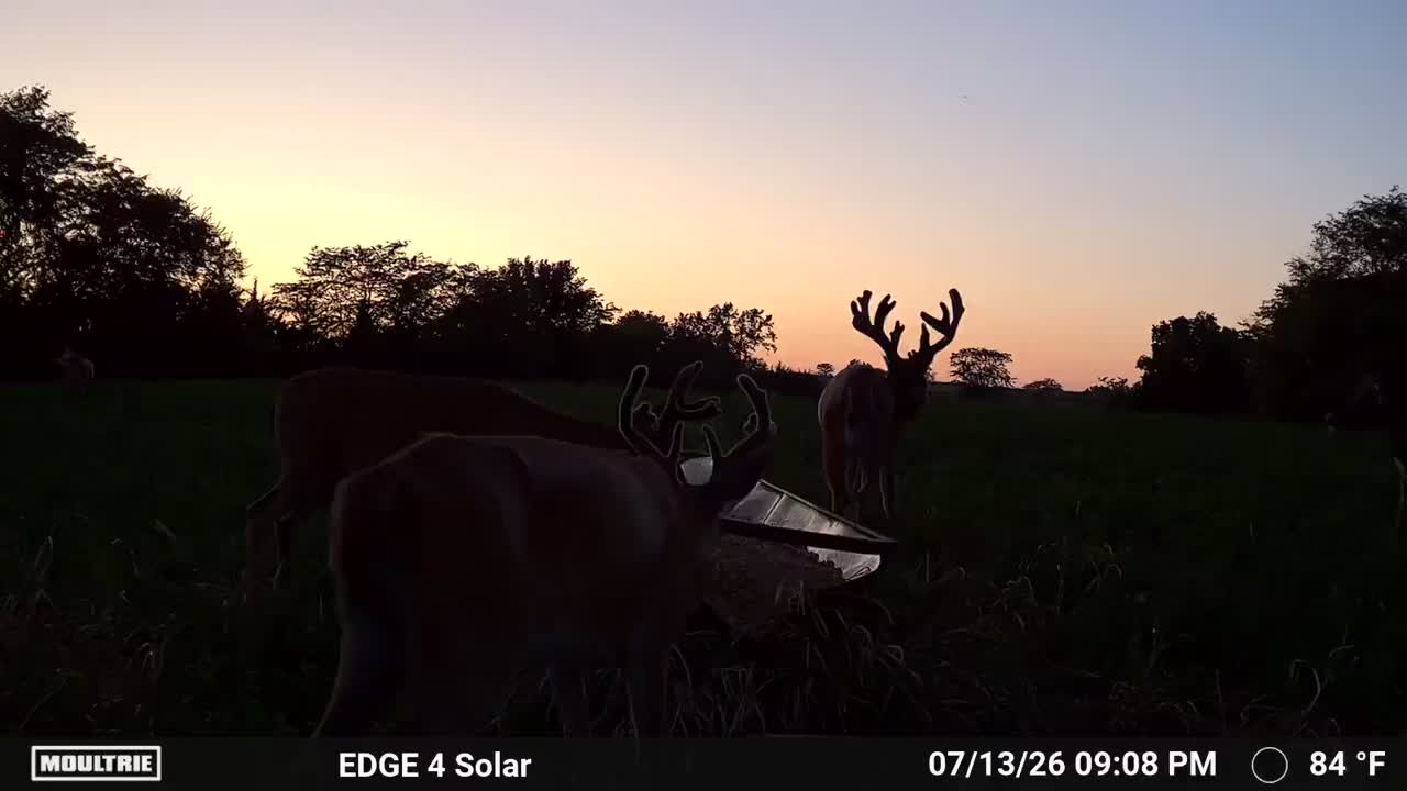@Moultrie