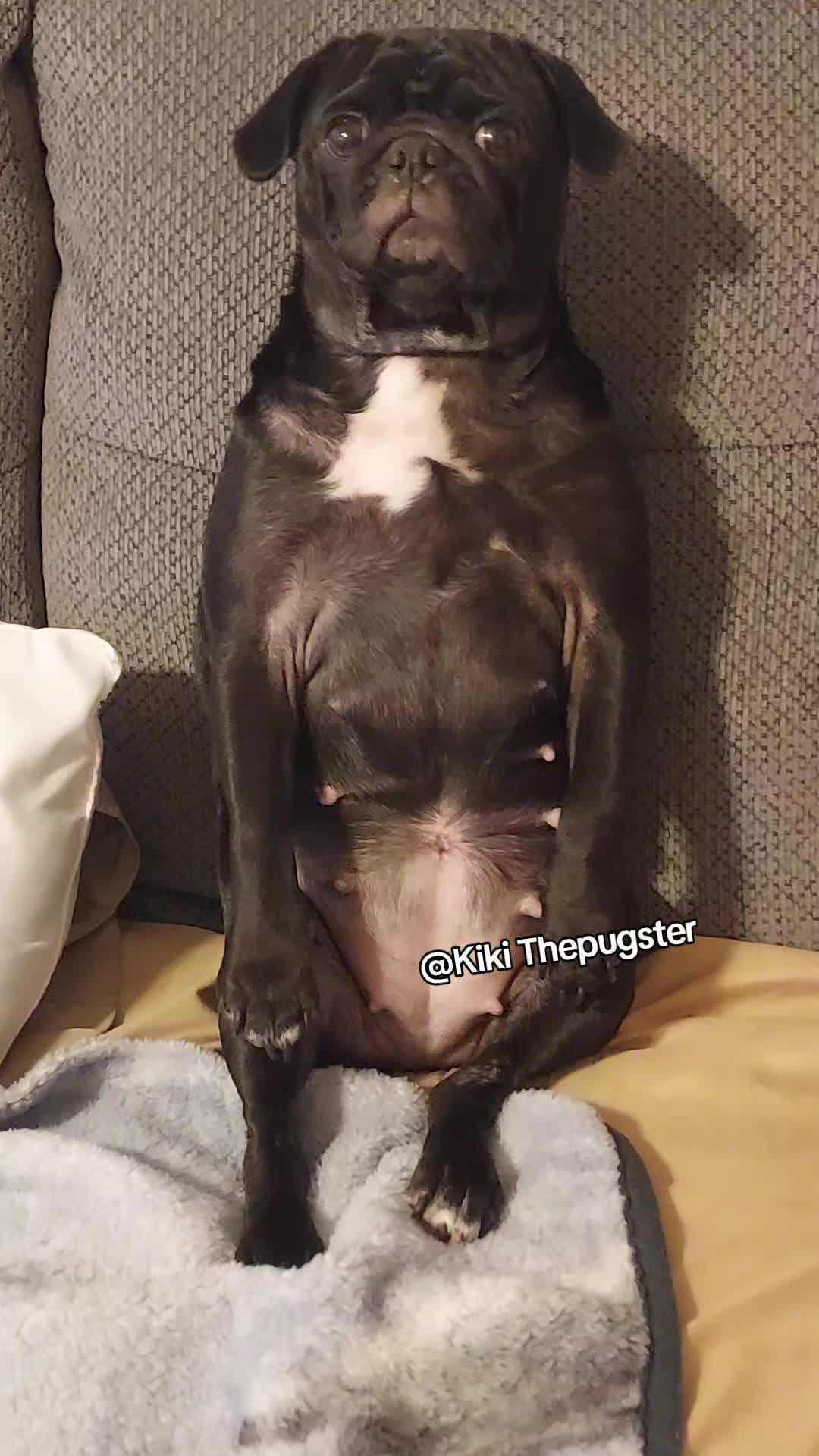 @Kiki&Cupid Thepugster