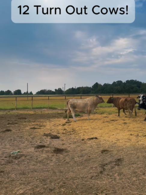 @Rutherford Land and Cattle