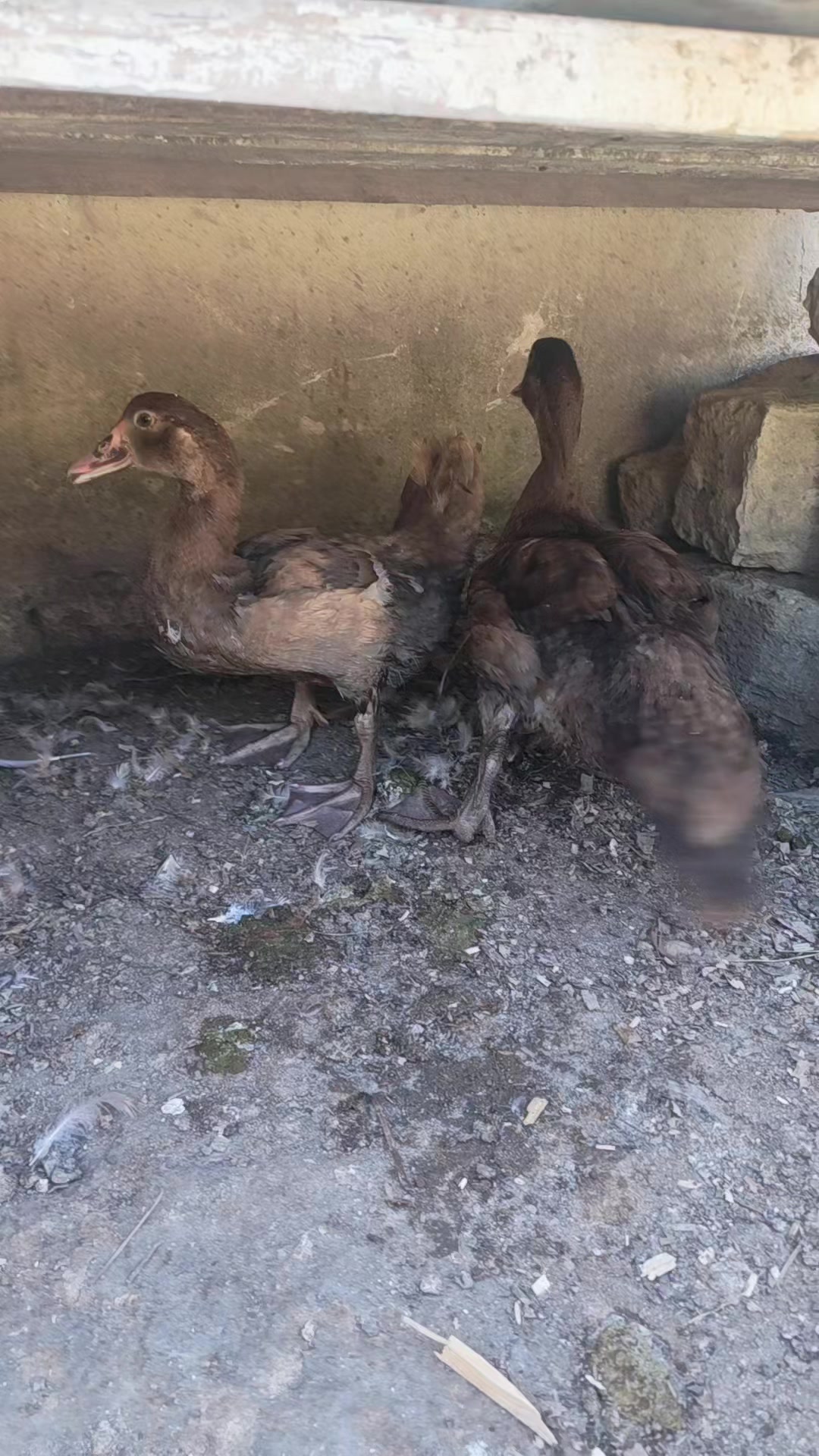 @MAŞTAĞA_QUŞCULUĞ