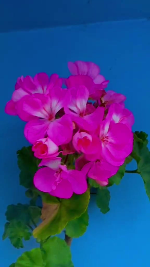 @Bikash Jha