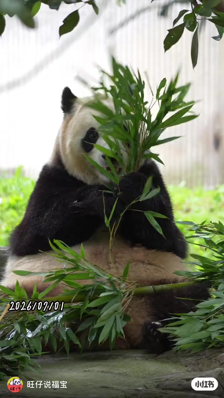 @福寶需要愛的抱抱