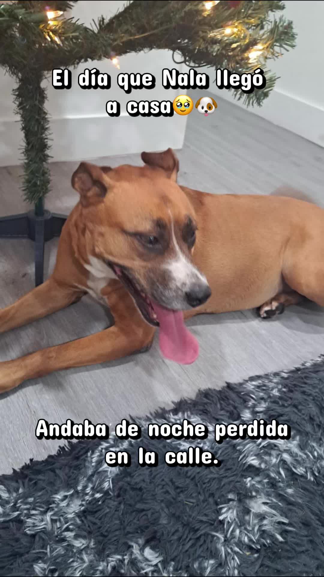 @anabelllopezrodri