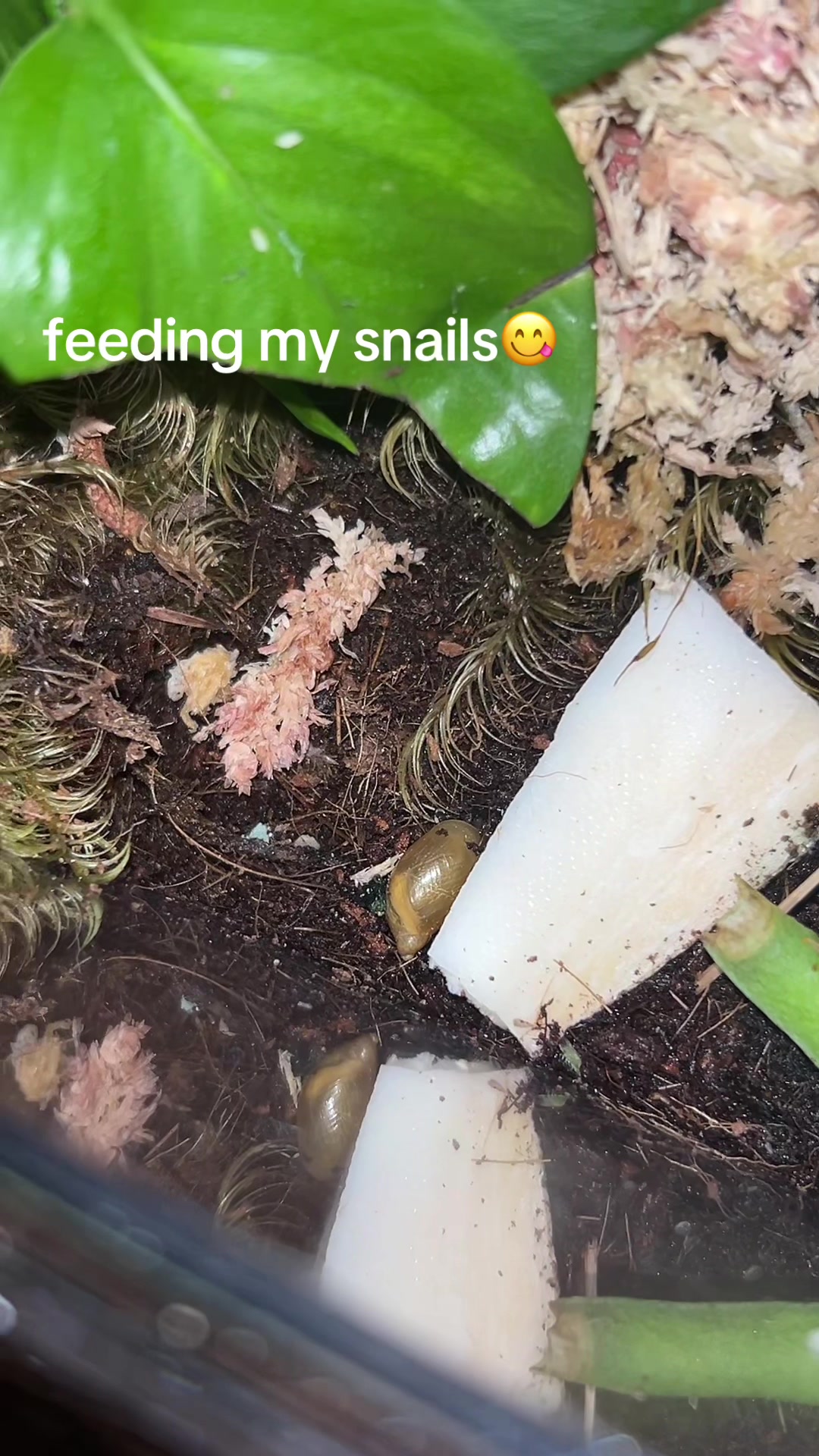 @💚