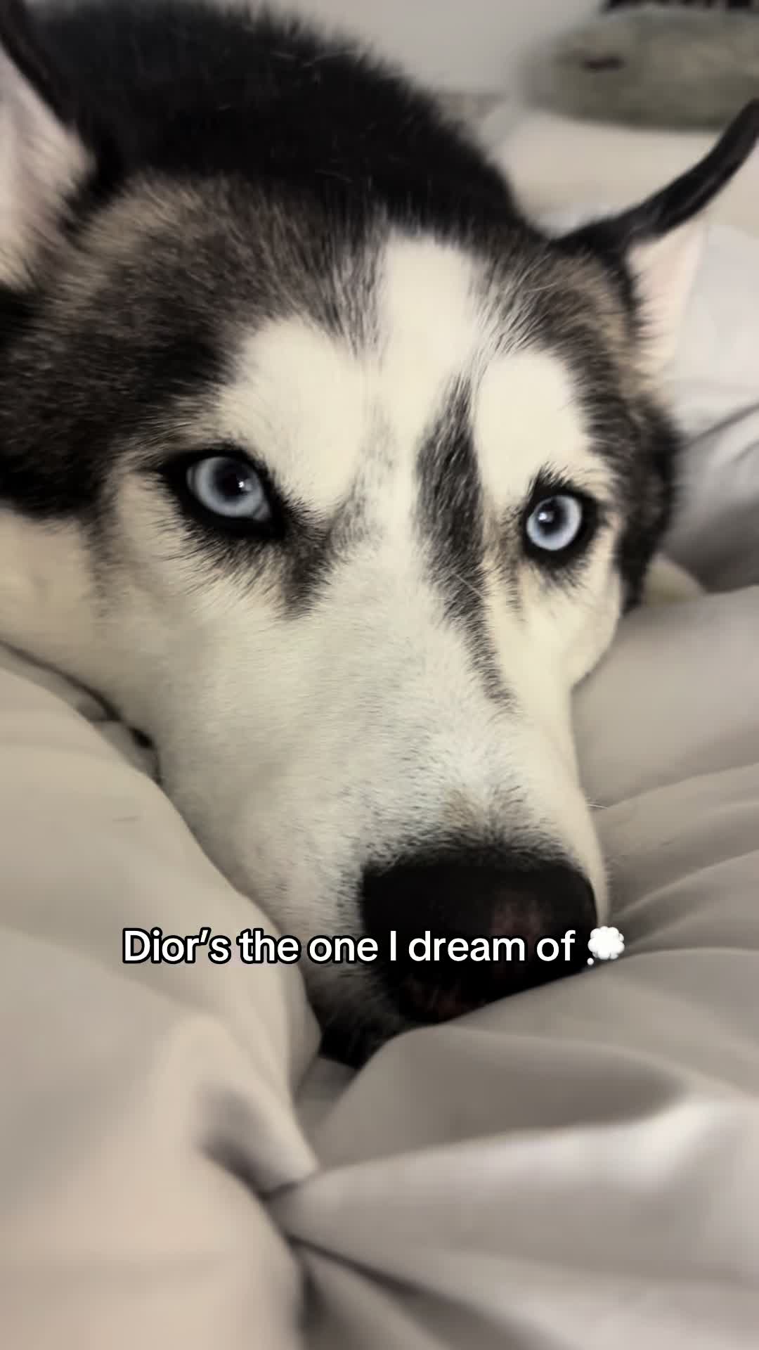 @lifewith2huskies
