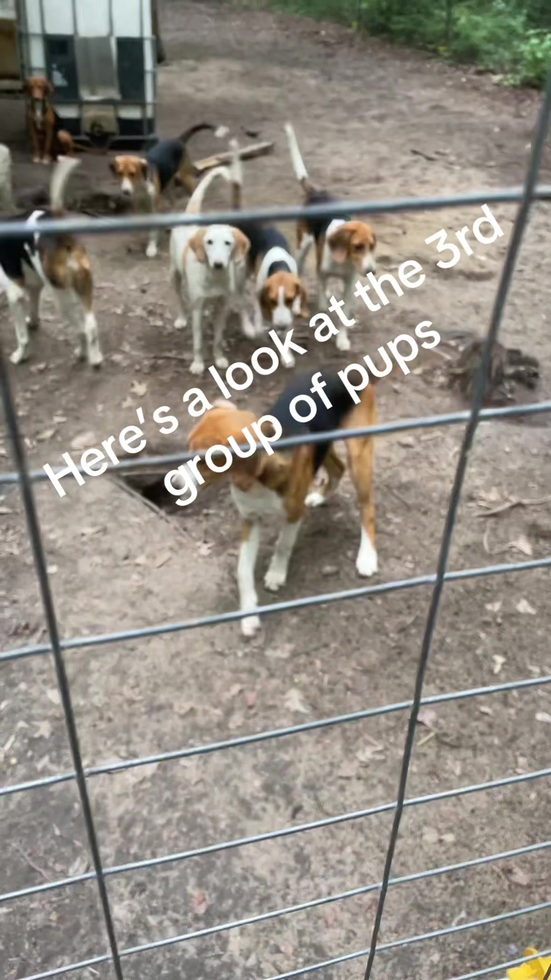 @3DeepKennels