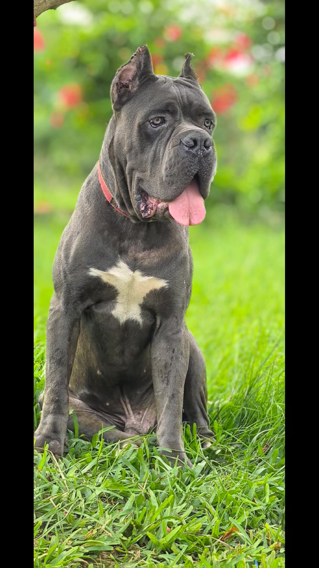 @FIRST CANE CORSO🐾🇨🇮🇨🇮🐾