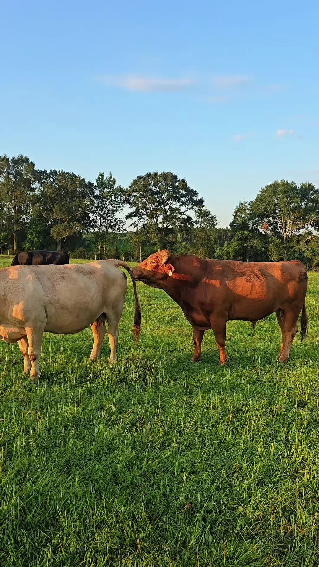 @M.I. CATTLE CO.
