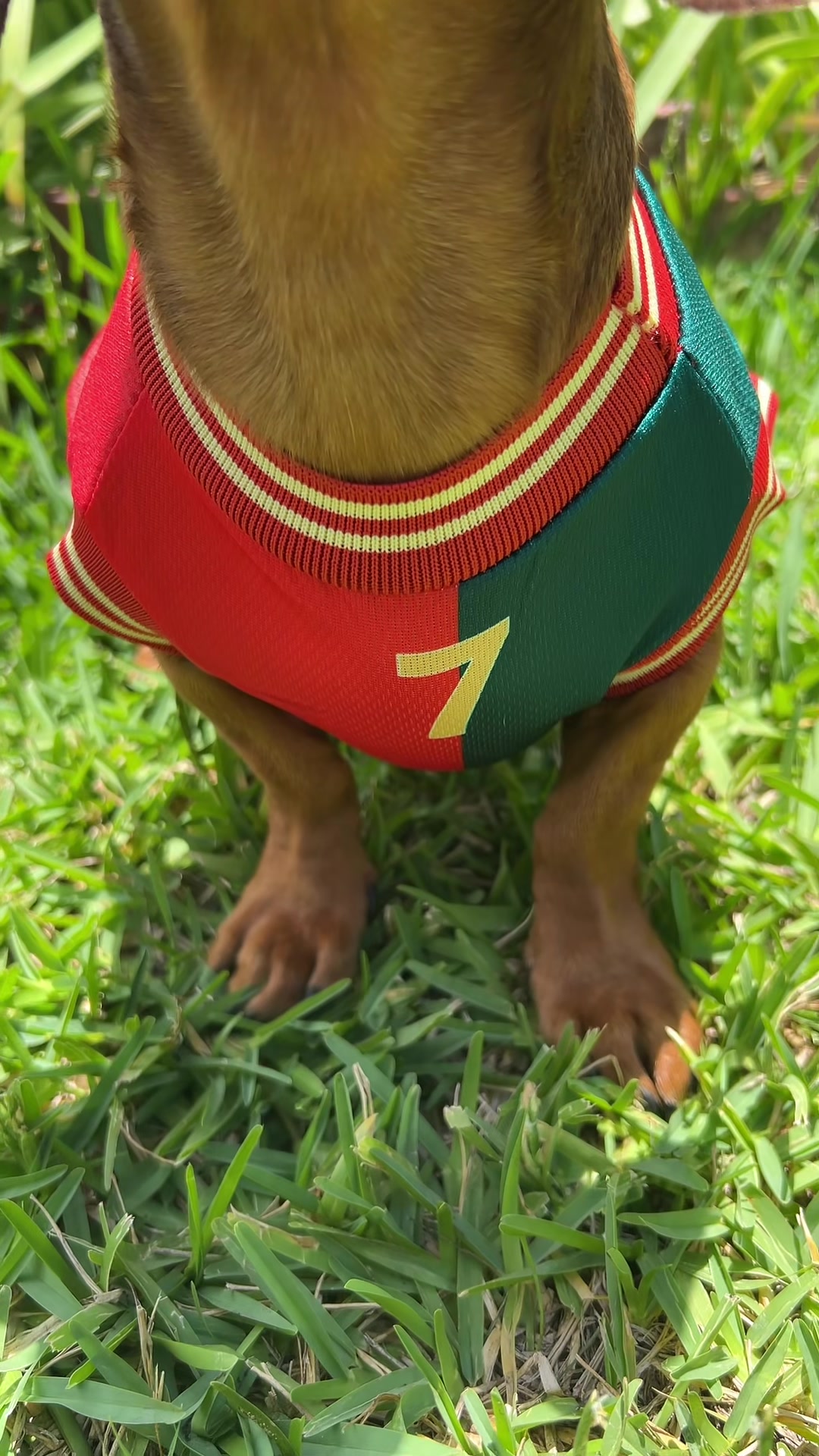 @Slinky Severus-Doo