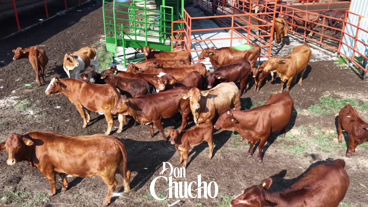 @BEEFMASTER DON CHUCHO