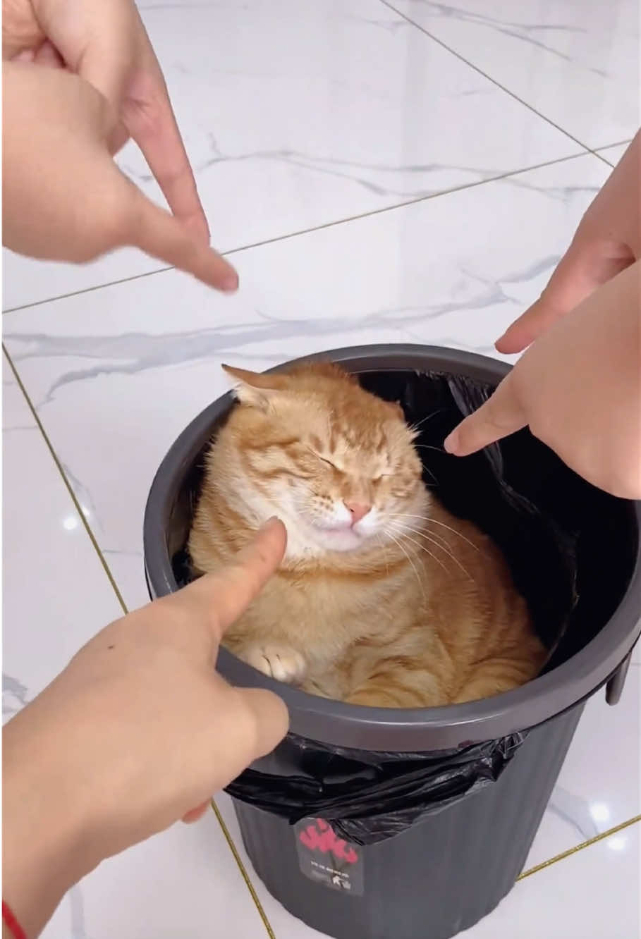 @Funny cat 520