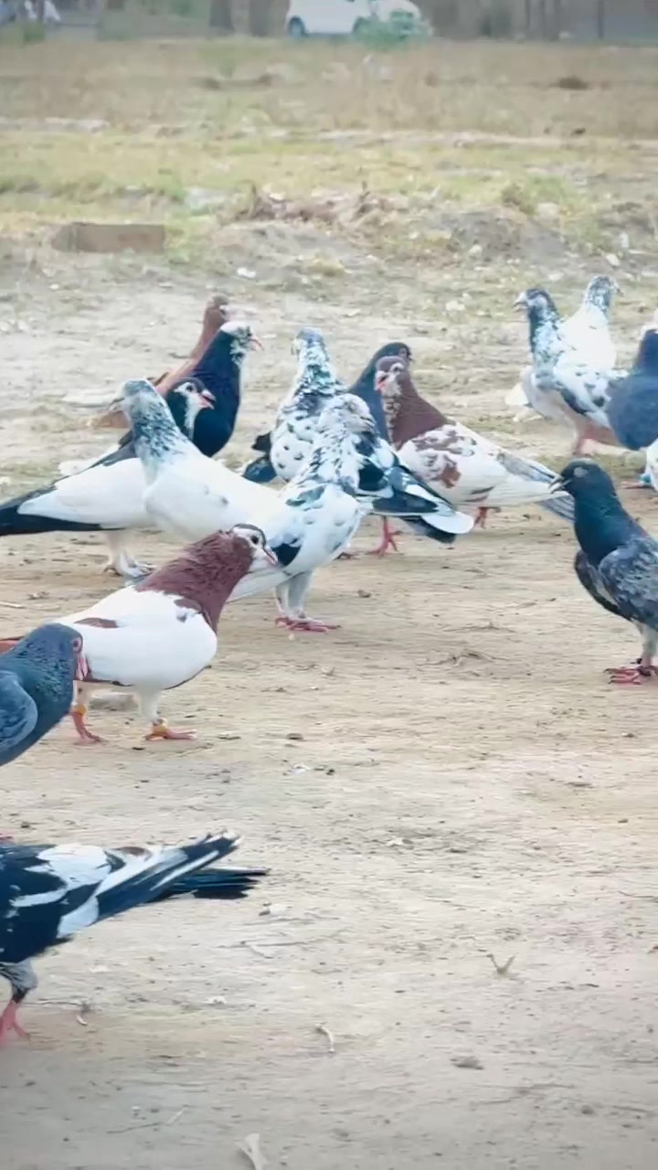 @عدیل رحمن لیہ وال کبوتر باز