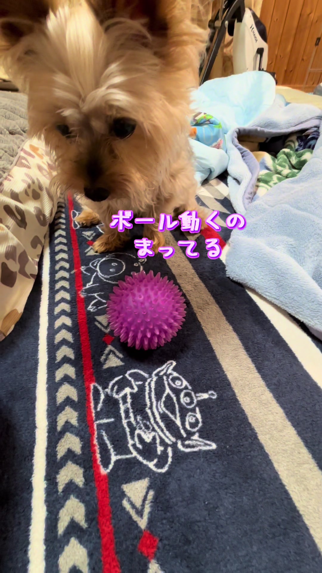 @🎀 ヨーキー のJulie and tia 🎀