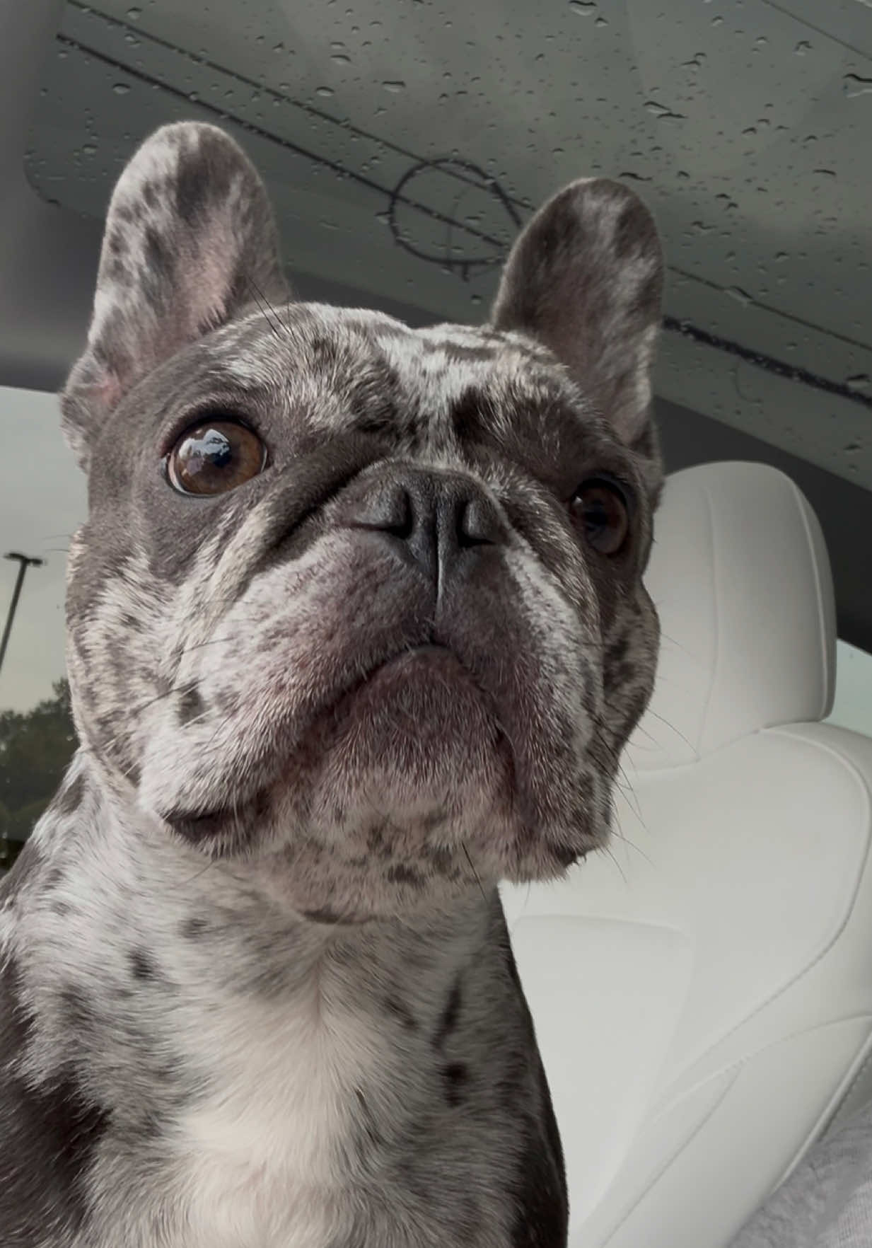 @Fly Lil Frenchie From OKC