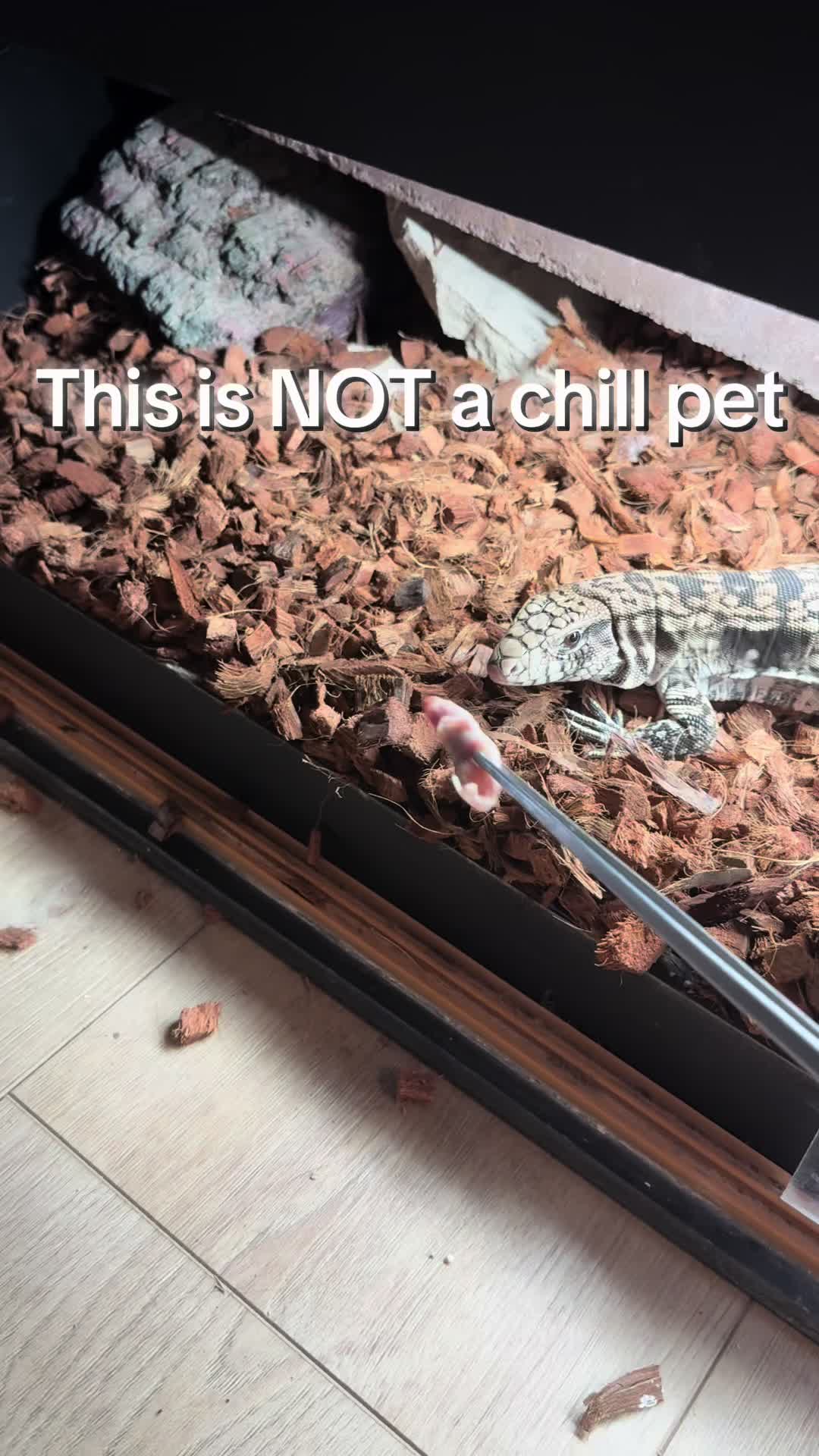 @That Reptile Guy