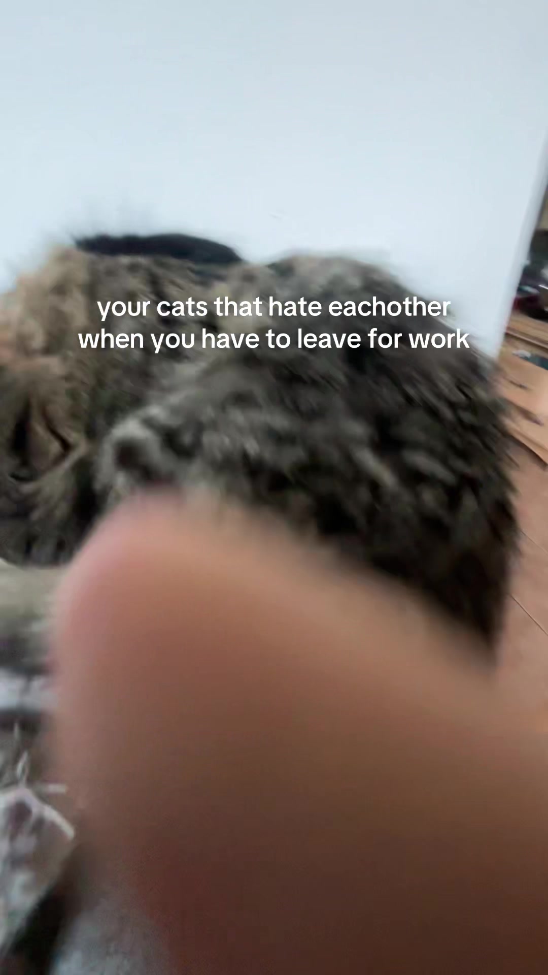 @mal