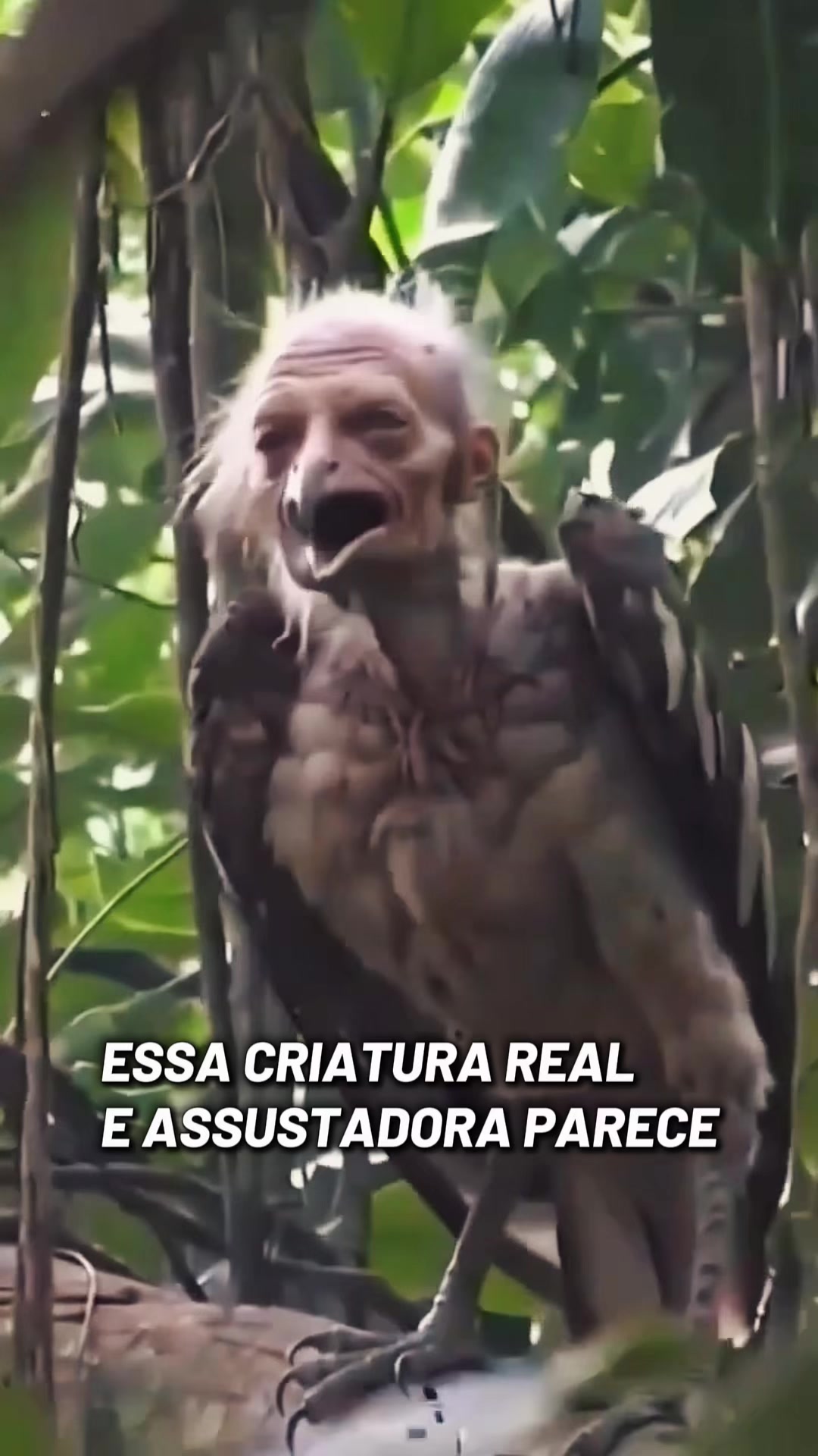 @felpzoficial