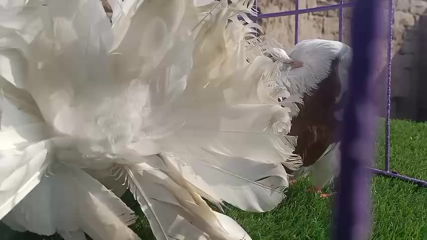 @royal birds