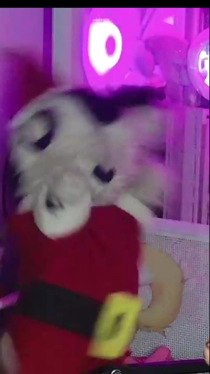 @M4L4 Du Waffle