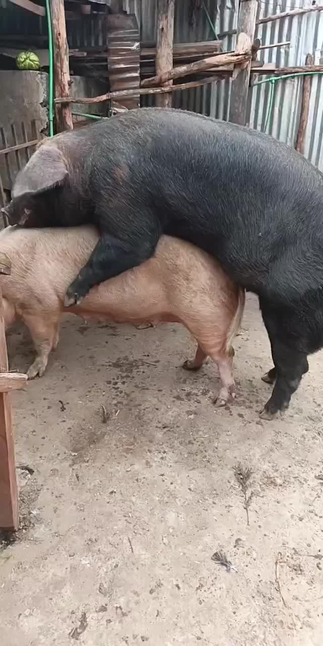 @Pigbreeder