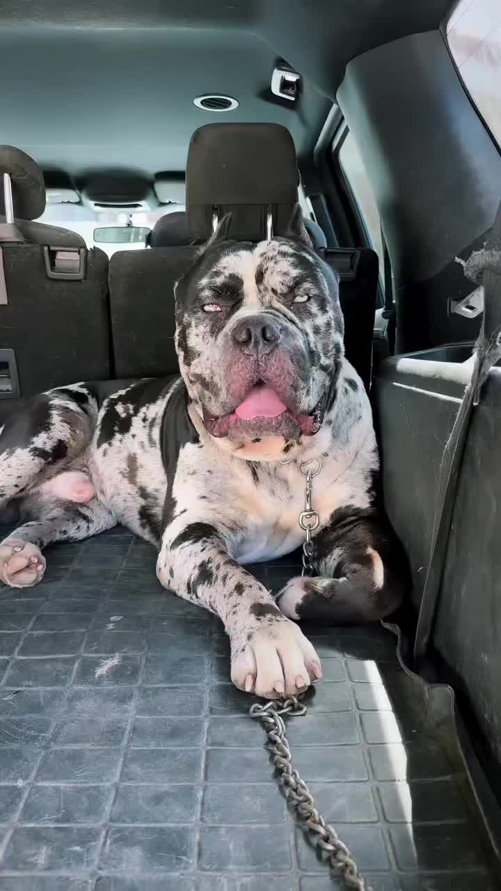@Heart Land Cane Corso kennels