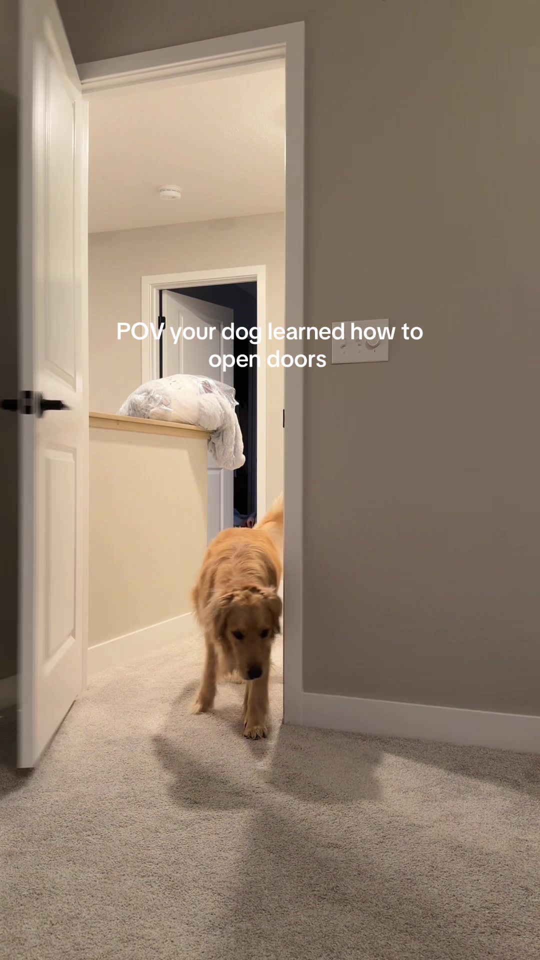 @novathegoldenn
