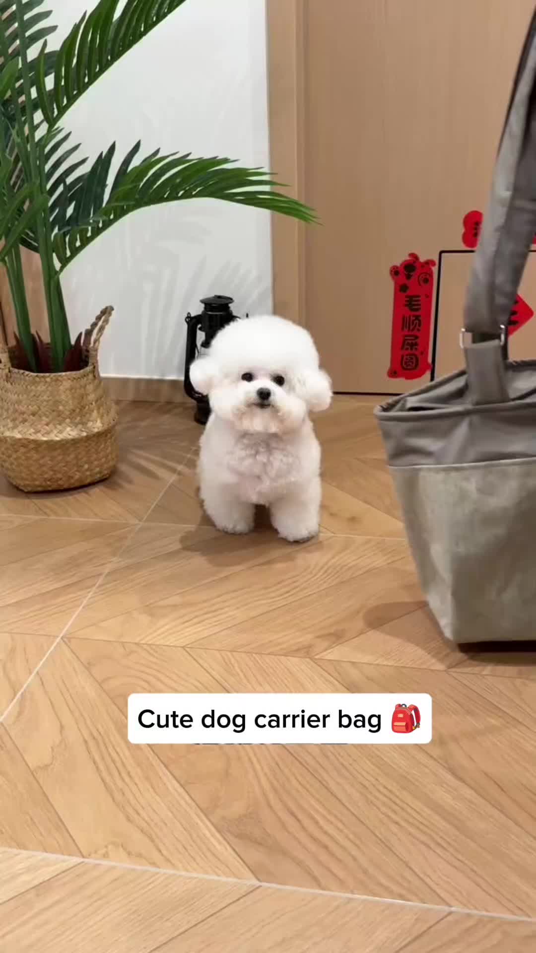 @Pet products