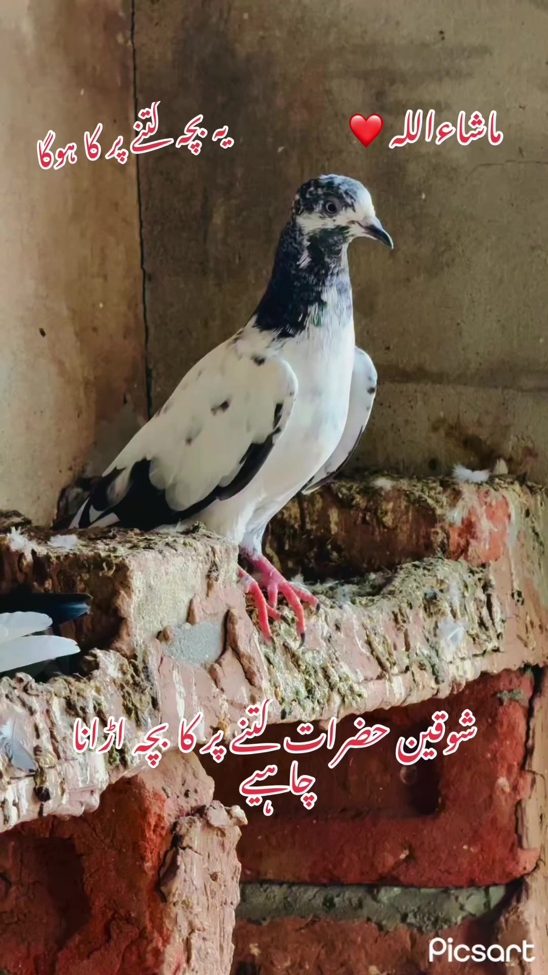 @شوق 🫀