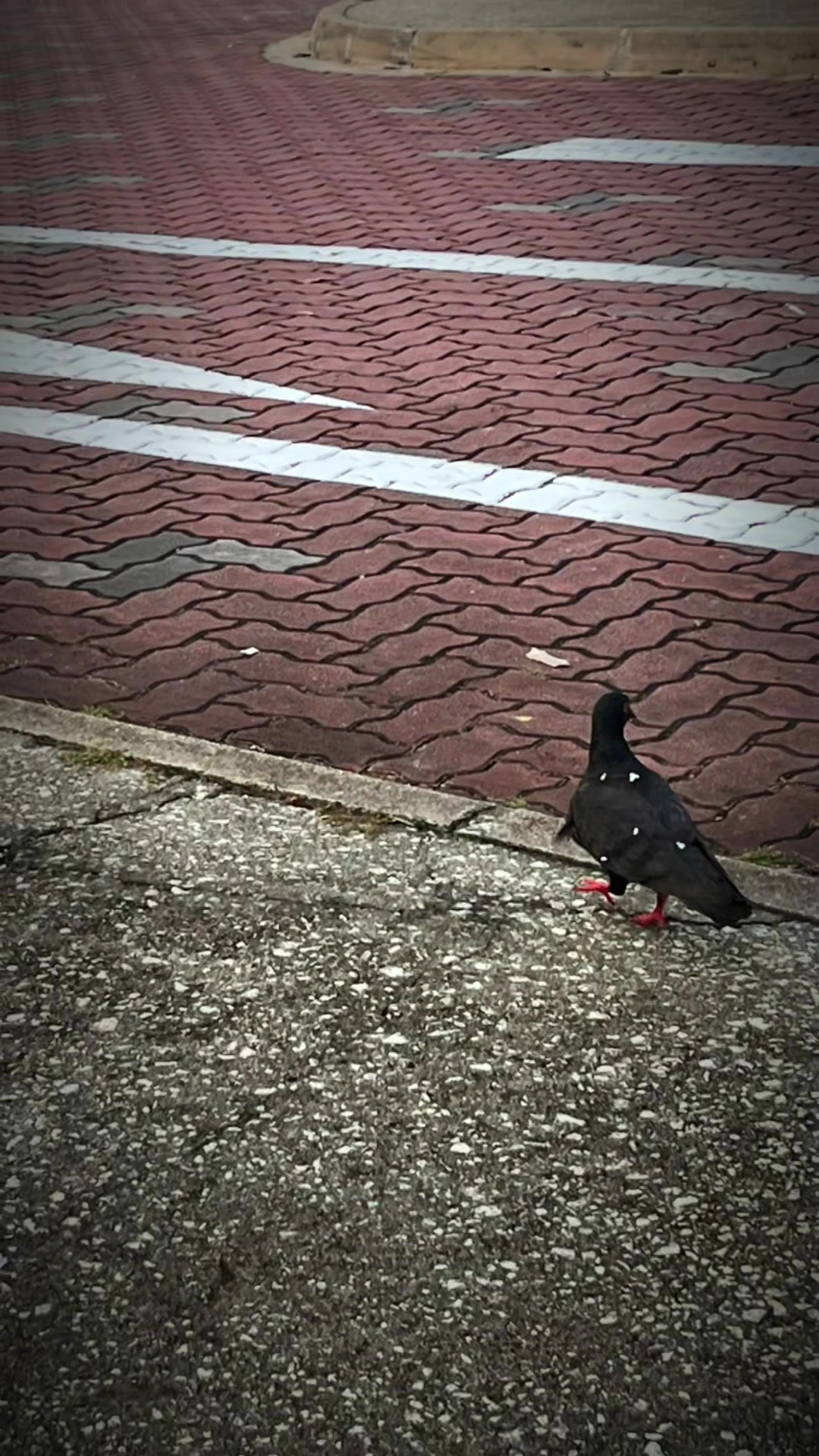 @BabA Y a g a 🐦⬛💨