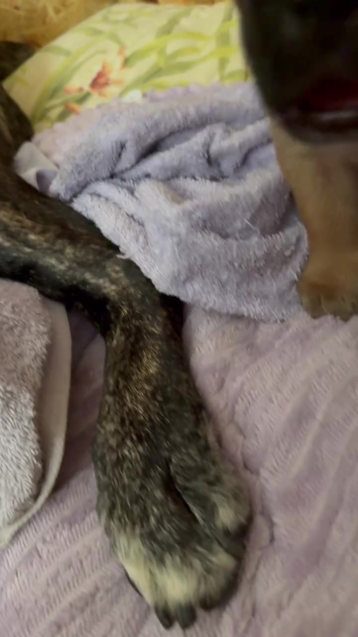 @AandMCaneCorsos