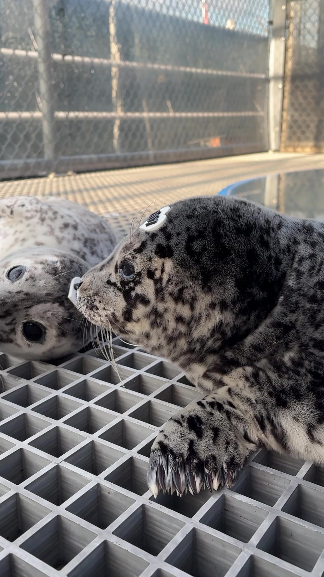 @Marine Mammal Rescue Society