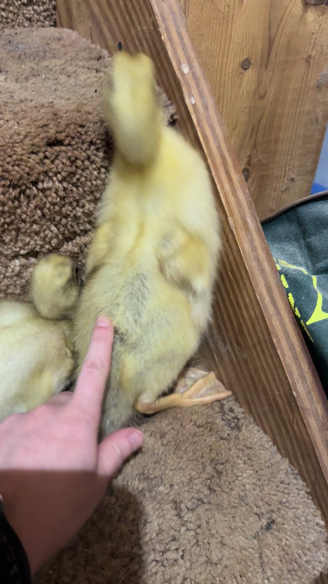 @Britt🦆