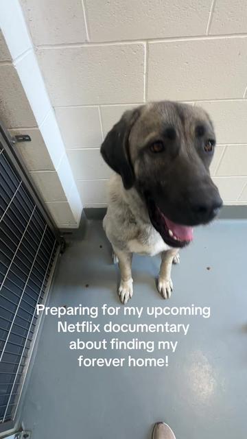 @Calgary Humane Society