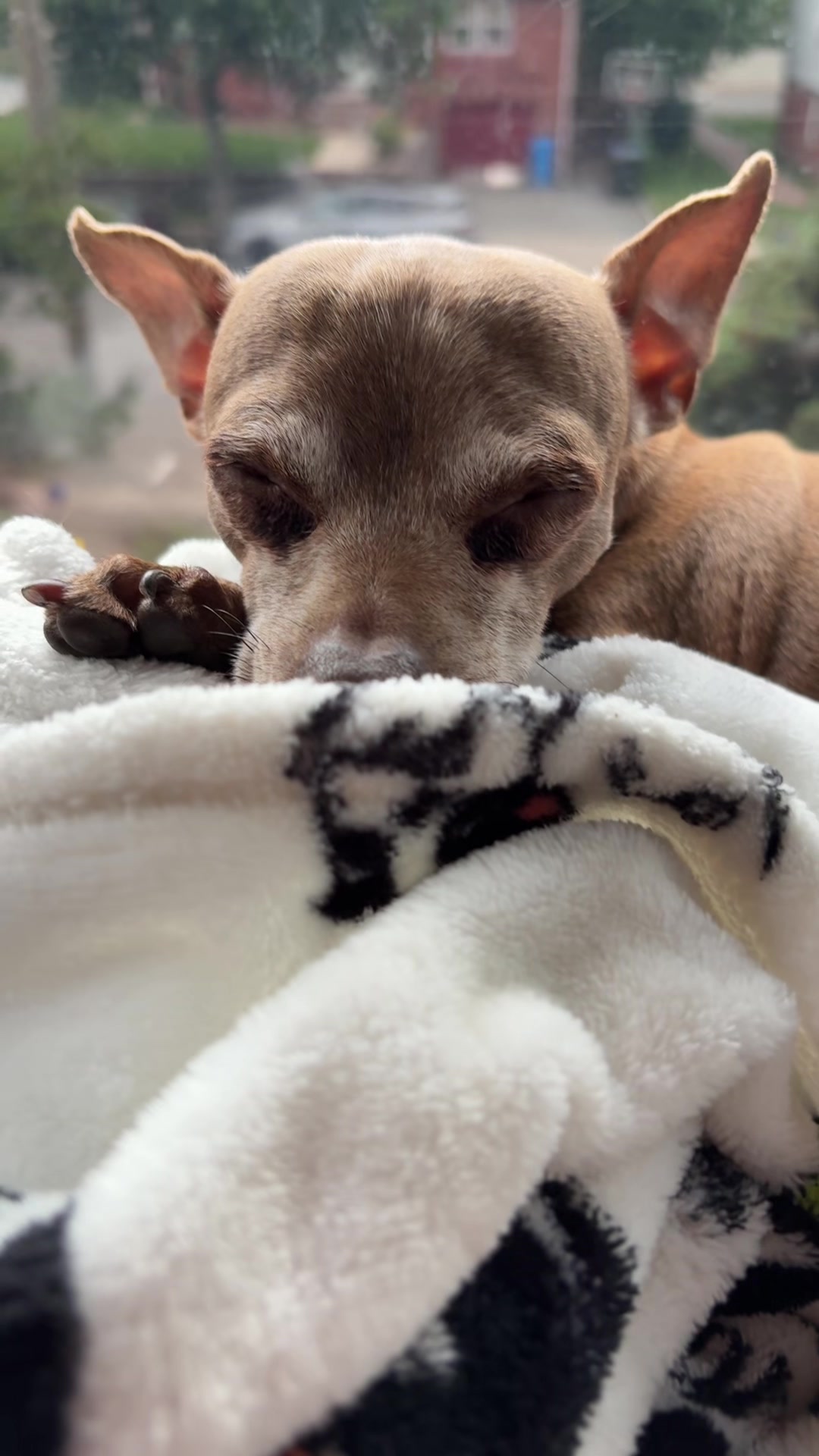 @ThePawfectDuo