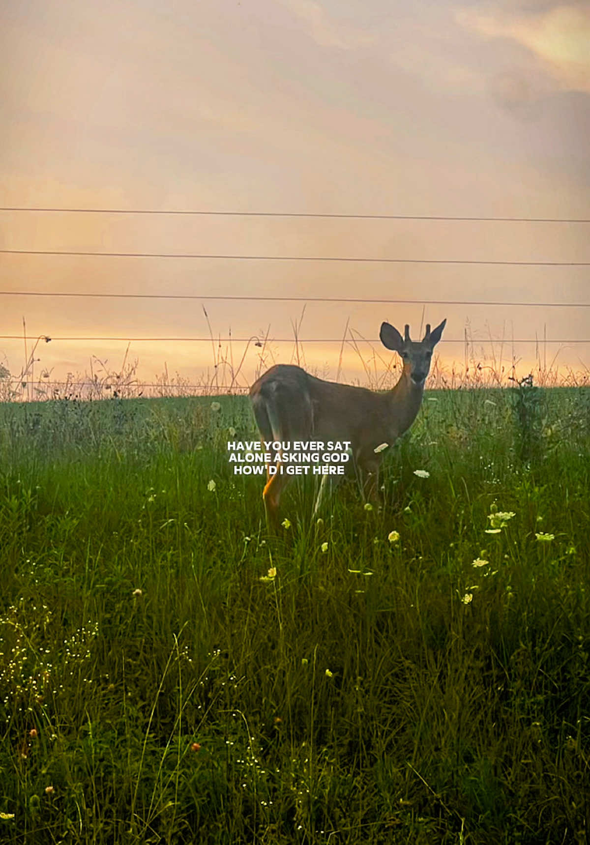 @༺𝒜𝓂𝒶𝓃𝒹𝒶 𝒟𝓊𝓇𝒽𝒶𝓂༻