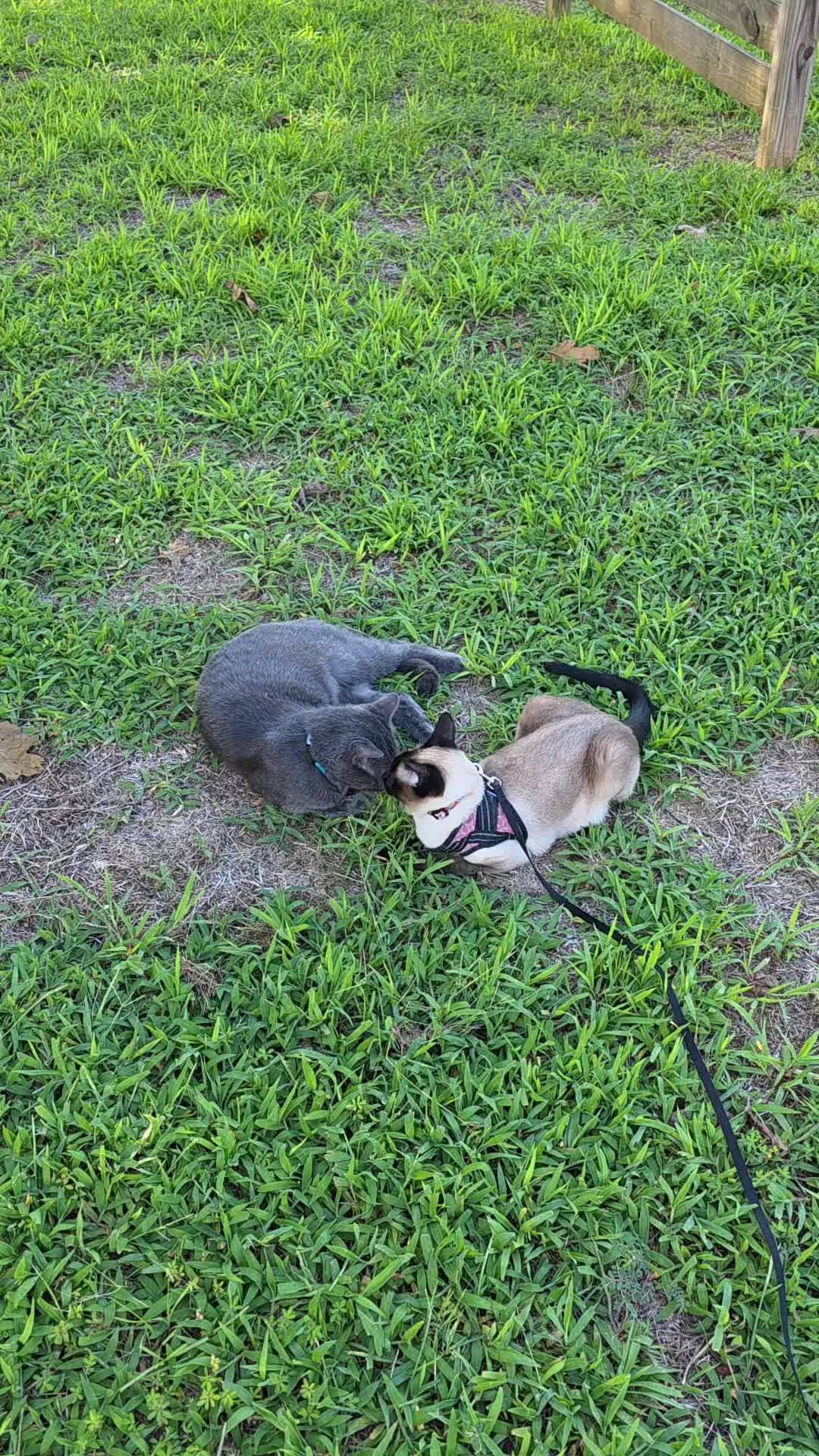 @Molly_and_Sammy