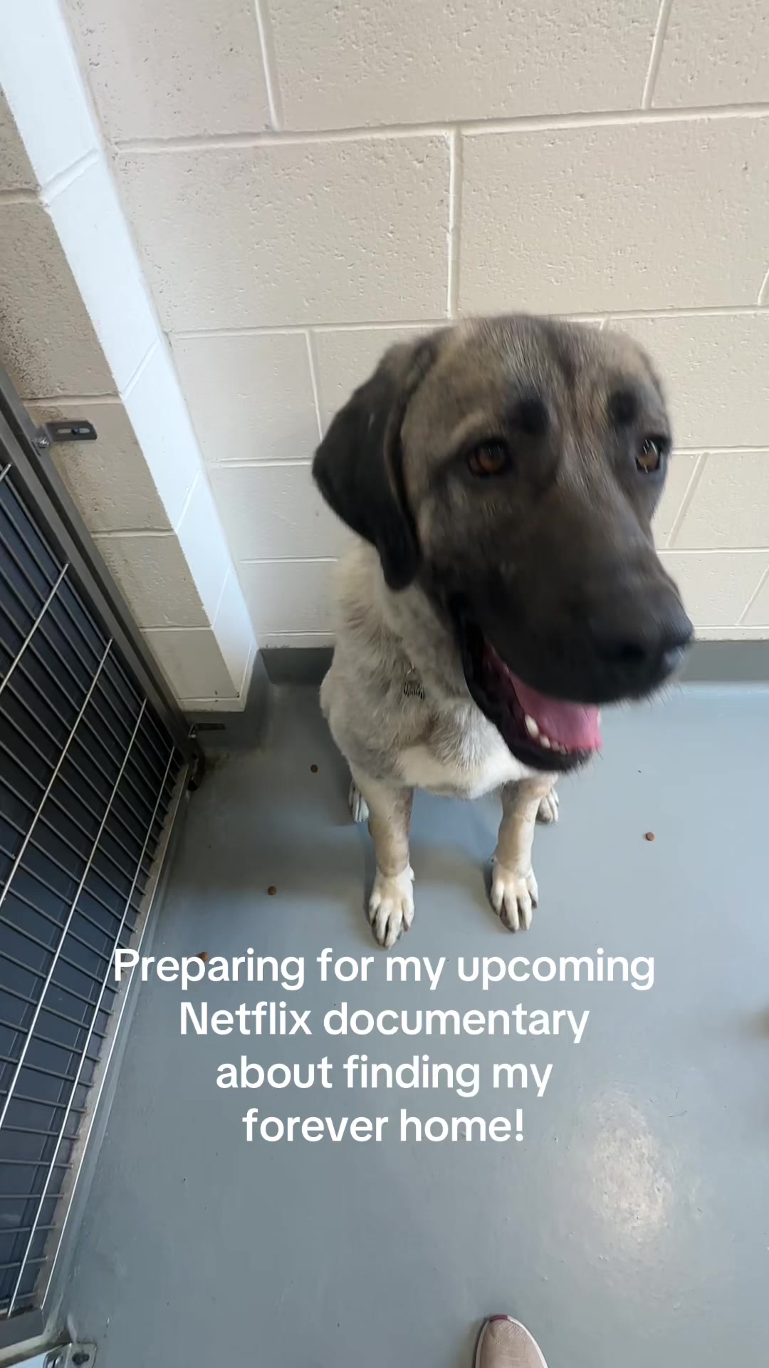 @Calgary Humane Society