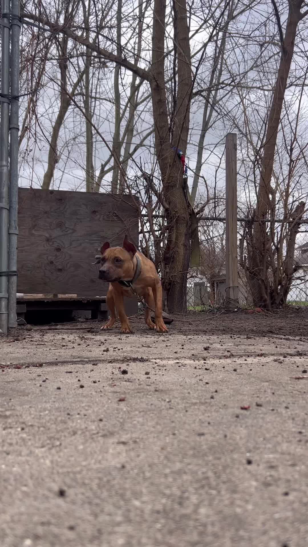 @themreal_hounds