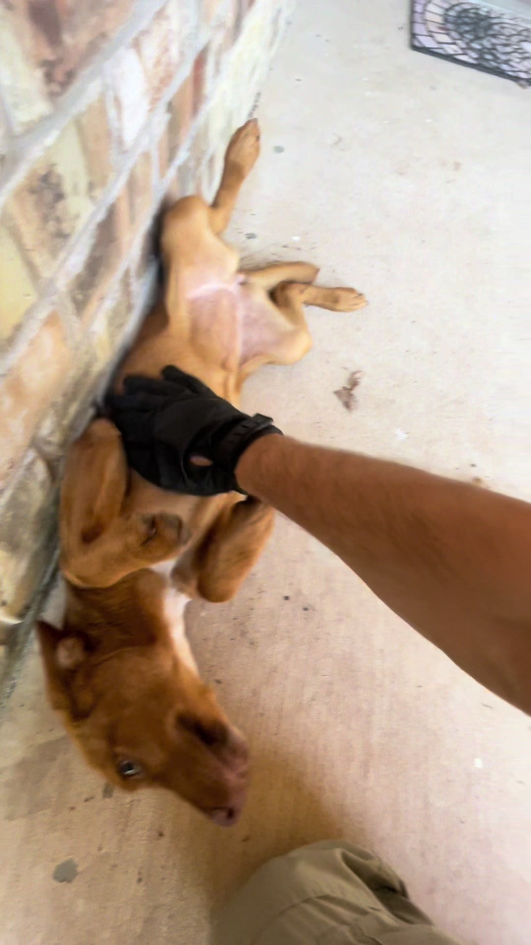 @AnimalWelfareGuy