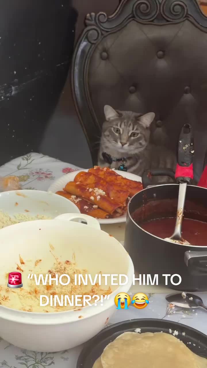 @Cat Verdict